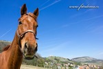 Thumbnail Horse, Klentnice, Palava